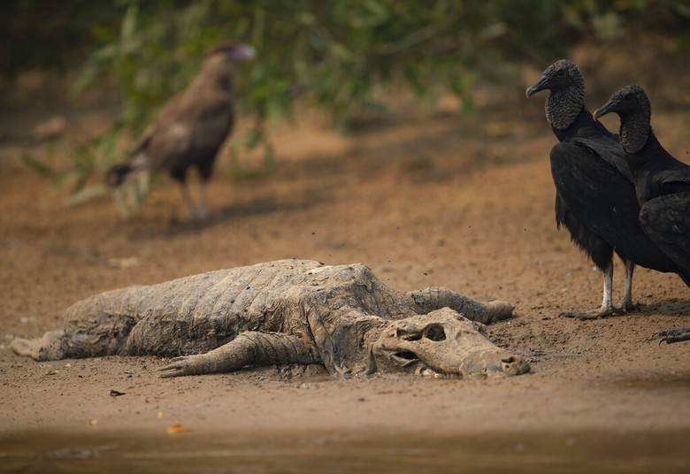 Hari Ke-10 Pemadaman Kebakaran Lahan Gambut di Riau