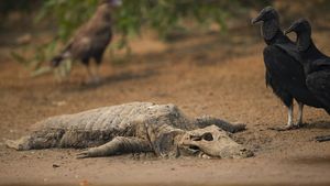 Karhutla Ancam Keberlangsungan Hidup Hewan Langka di Brasil