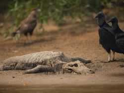 Karhutla Ancam Keberlangsungan Hidup Hewan Langka di Brasil