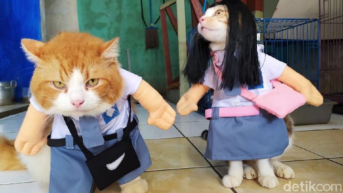 Kostum untuk kucing kesayangan karya pria asal Cirebon. Kostum untuk kucing kesayangan karya pria asal Cirebon.