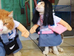 Lucunya Baju Kucing Buatan Pria Asal Cirebon Ini