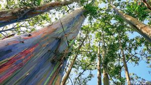 Pohon Berwarna Pelangi Bondowoso