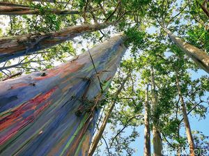 Pohon Berwarna Pelangi Bondowoso