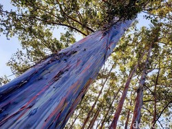 Wow Keren! Ada Hutan Pohon Pelangi di Bondowoso