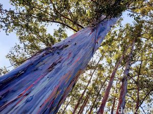 Wow Keren! Ada Hutan Pohon Pelangi di Bondowoso Wow Keren! Ada Hutan Pohon Pelangi di Bondowoso