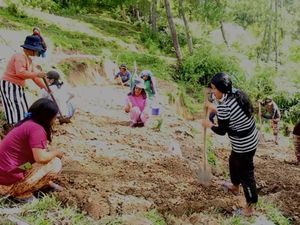 Emak-emak di Mamasa Garap Lahan Tidur Jadi Lahan Produktif