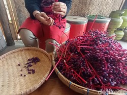 Mencicip 2 Buah Khas Jawa Tengah, Parijoto Kudus dan Alkesa Blora