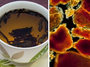 Benda Sehari-hari Dilihat Pakai Mikroskop, Mengejutkan!