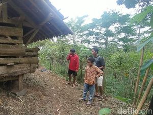 Satwa Liar Penghuni Gunung Sawal Ciamis Turun Mangsa Domba