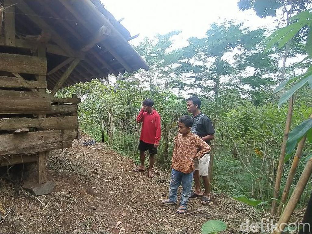 Geger Macan Tutul Gunung Sawal Turun Mangsa Domba Warga Geger Macan Tutul Gunung Sawal Turun Mangsa Domba Warga