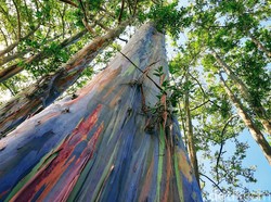 Hutan Pelangi Bondowoso Diajukan Masuk UNESCO Global Geopark