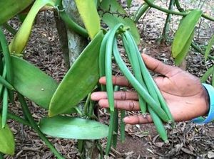 Dongkrak Produksi Vanili, Kementan Kembangkan Lahan 35 Ha di 4 Daerah Dongkrak Produksi Vanili, Kementan Kembangkan Lahan 35 Ha di 4 Daerah