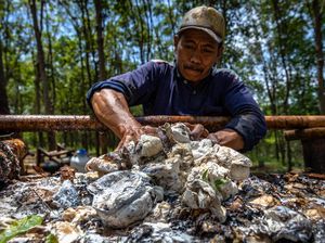 Produksi Karet di Sumsel Menurun, Buruh Karet Terancam Gelombang PHK