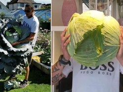 Keren! Pria Ini Panen Sayuran Raksasa untuk Disumbangkan ke RS