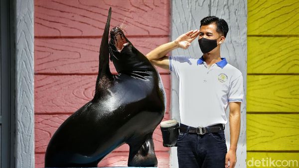 Gemas Banget! Singa Laut Taman Safari Berpose dengan Keepernya