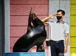 Gemas Banget! Singa Laut Taman Safari Berpose dengan Keepernya