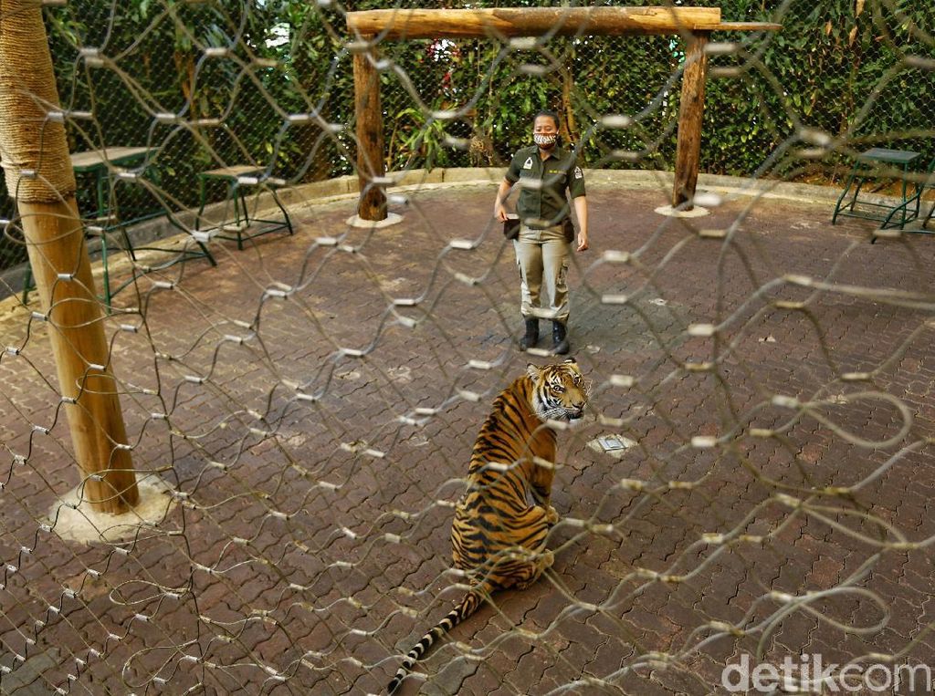 Perjuangan Pengelola Kebun Binatang di Tengah Himpitan Corona Perjuangan Pengelola Kebun Binatang di Tengah Himpitan Corona