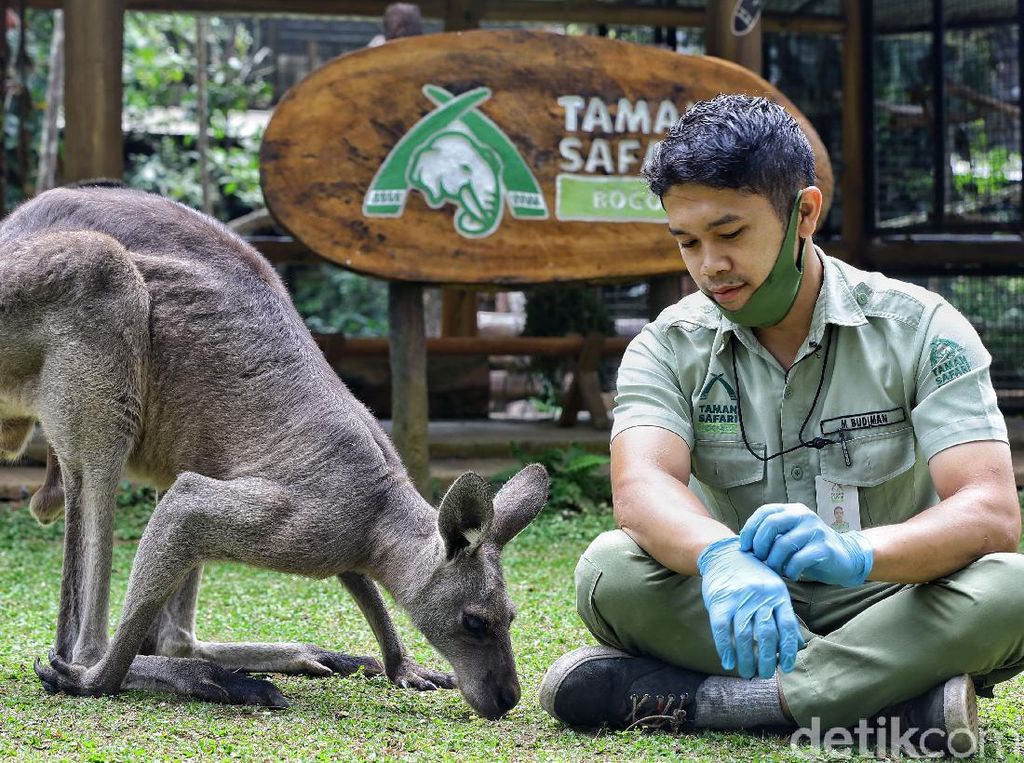 Kenalkan Darwin, Kanguru Abu-abu nan Imut di Taman Safari Bogor