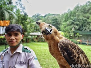 Cerita Penjaga Elang Jawa di Taman Safari: Ikut Pusing soal Jodoh si Burung