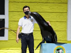 Penjaga Singa Laut di Taman Safari Bogor Blak-blakan Suka Dukanya