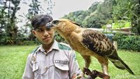 Potret Burung Garuda Bersama Pawangnya