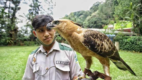 Potret Burung Garuda Bersama Pawangnya