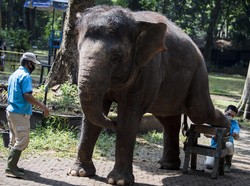 Gajah, Mamalia yang Gampang Baper dan Punya Ingatan Kuat