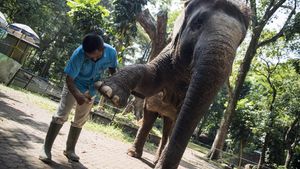 Begini Perawatan Meni-Pedi Gajah di Kebun Binatang