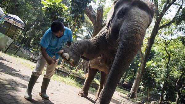 Begini Perawatan Meni-Pedi Gajah di Kebun Binatang