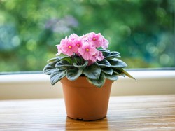 30 Macam-macam Bunga Hias yang Cantik, Cocok Jadi Dekorasi Rumah