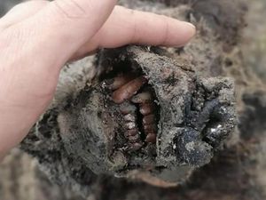 Dunia Wisata Rugi Besar, Beruang Zaman Es, Pembangunan Pulau Rinca Dunia Wisata Rugi Besar, Beruang Zaman Es, Pembangunan Pulau Rinca