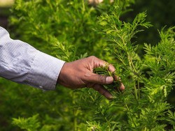 Benarkah Ekstrak Tanaman Artemisia Efektif Membunuh Virus Corona?