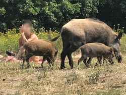 Ini Beda Demam Babi Afrika dan Flu Babi