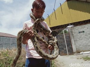 Bocah ABG di Klaten Punya Koleksi Ular Piton, Ini Penampakannya