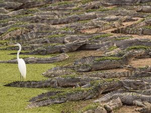 Cerita Remaja di Bontang Berhasil Lepas dari Terkaman Buaya