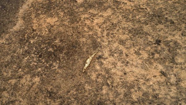 Kebakaran Hutan di Brasil Ancam Kehidupan Buaya