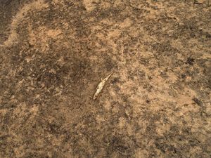 Kebakaran Hutan di Brasil Ancam Kehidupan Buaya