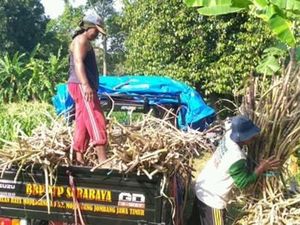 Tekan Impor Gula, Kementan Dukung Revitalisasi Tebu di Jatim Tekan Impor Gula, Kementan Dukung Revitalisasi Tebu di Jatim