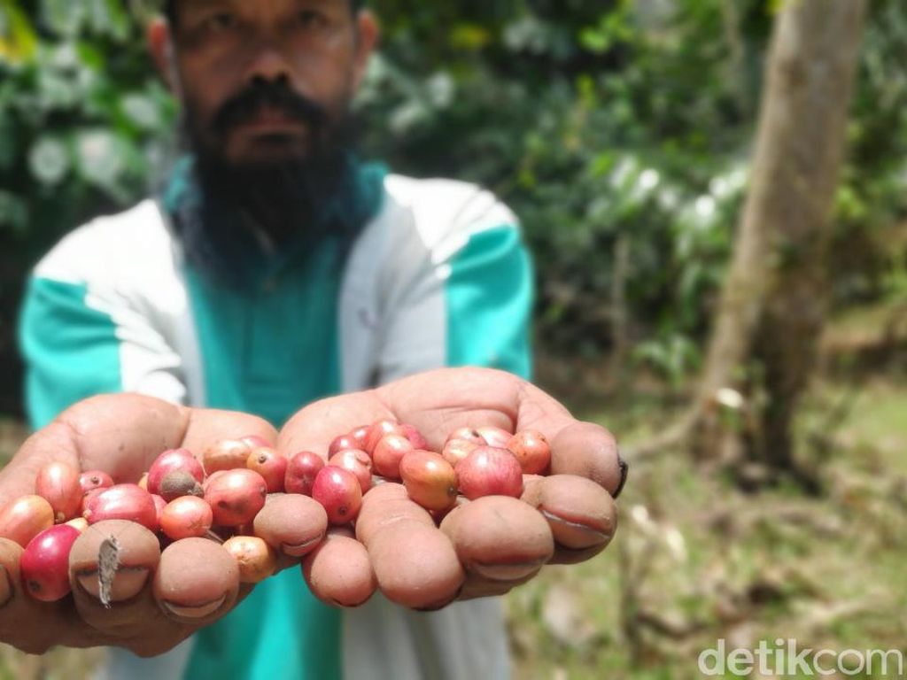 Nyaris Punah, Kopi Karst yang Unik dari Maros Kini Kembali Diminati Nyaris Punah, Kopi Karst yang Unik dari Maros Kini Kembali Diminati
