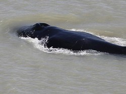 Heboh Paus Bungkuk Tersesat di Sungai Penuh Buaya