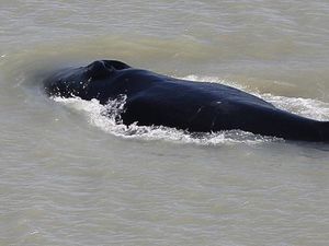 Heboh Paus Bungkuk Tersesat di Sungai Penuh Buaya Heboh Paus Bungkuk Tersesat di Sungai Penuh Buaya