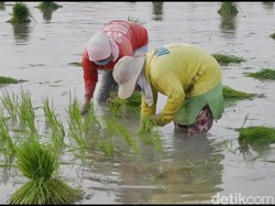 Bojonegoro Tekan Dampak Pandemi COVID-19 dengan Program Padat Karya
