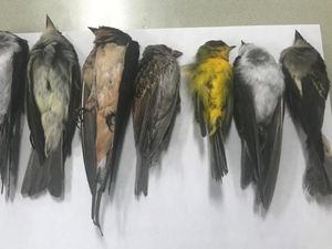 Ratusan Ribu Burung Ditemukan Mati di New Meksiko, Ada Apa?