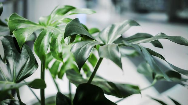tanaman monstera