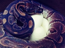 Ajaib, Ular Piton 62 Tahun Bisa Bertelur Meski Tanpa Pejantan