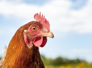 Beragam Alasan Netizen Kenapa Tak Mau Makan Kepala Ayam