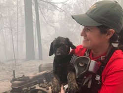 Haru, Anak Anjing Ditemukan Selamat dari Kebakaran Hutan California