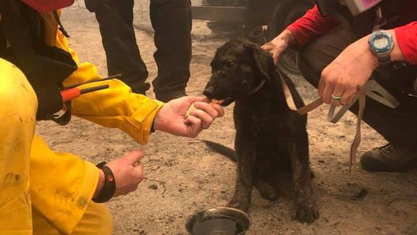 Penyelamatan Anak Anjing dari Kebakaran California