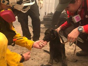 Penyelamatan Anak Anjing dari Kebakaran California
