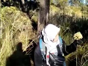 Viral Aksi Panen Bunga Edelweis di Gunung Lawu oleh Pendaki Perempuan Viral Aksi Panen Bunga Edelweis di Gunung Lawu oleh Pendaki Perempuan